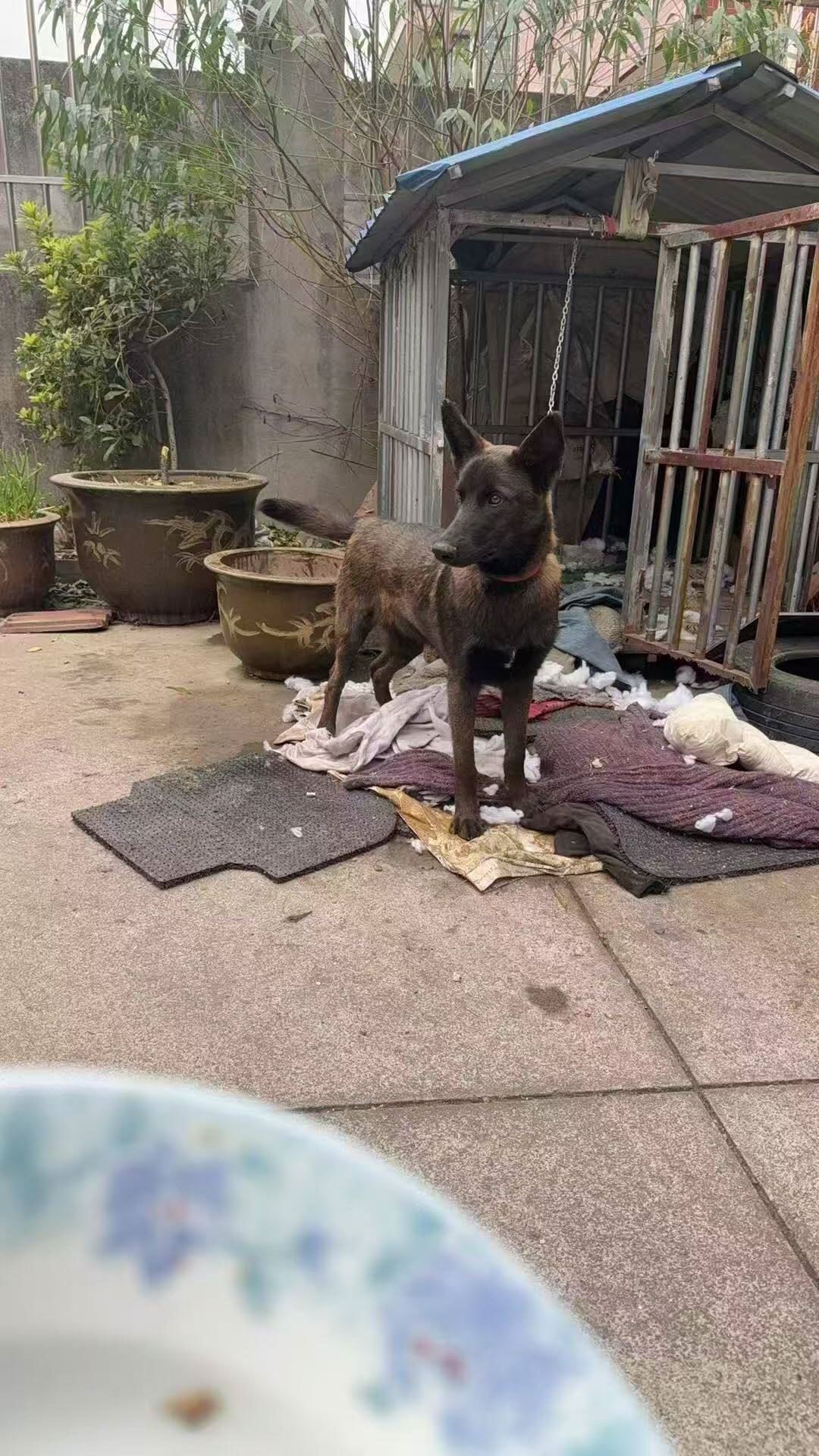 6个月大的黑色马犬需要转让